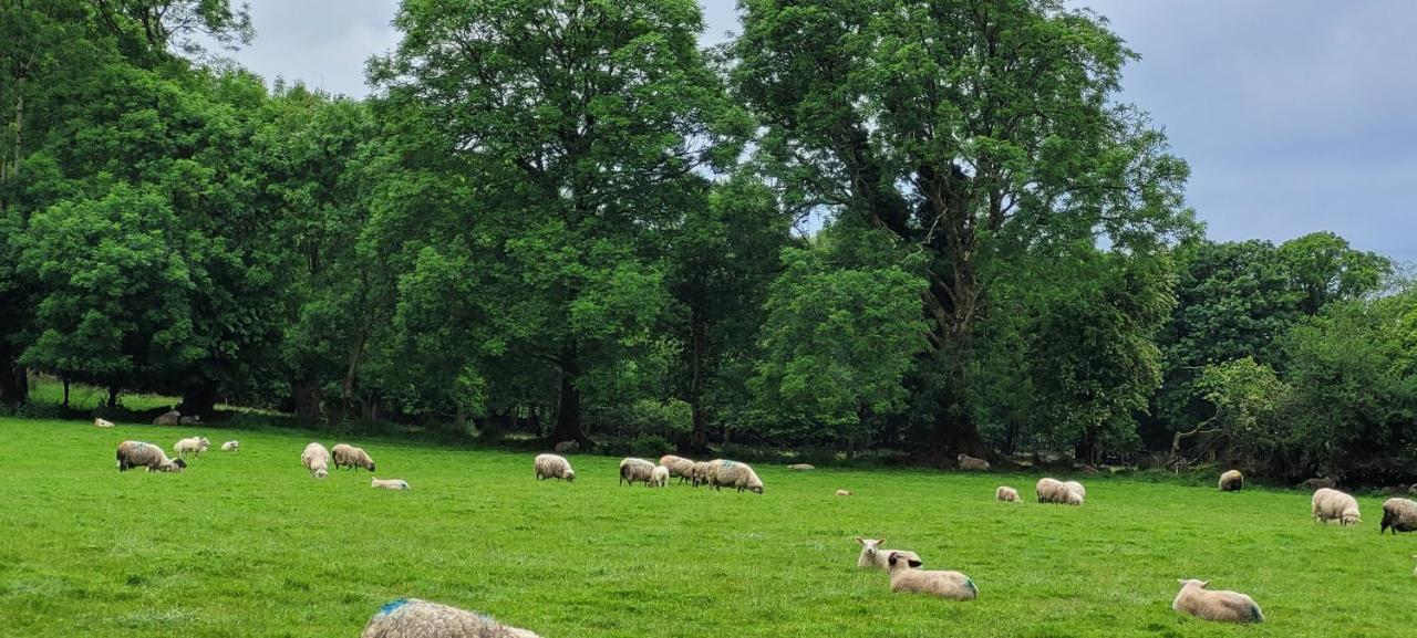 Oaklane Glamping Cabins Kenmare Luaran gambar